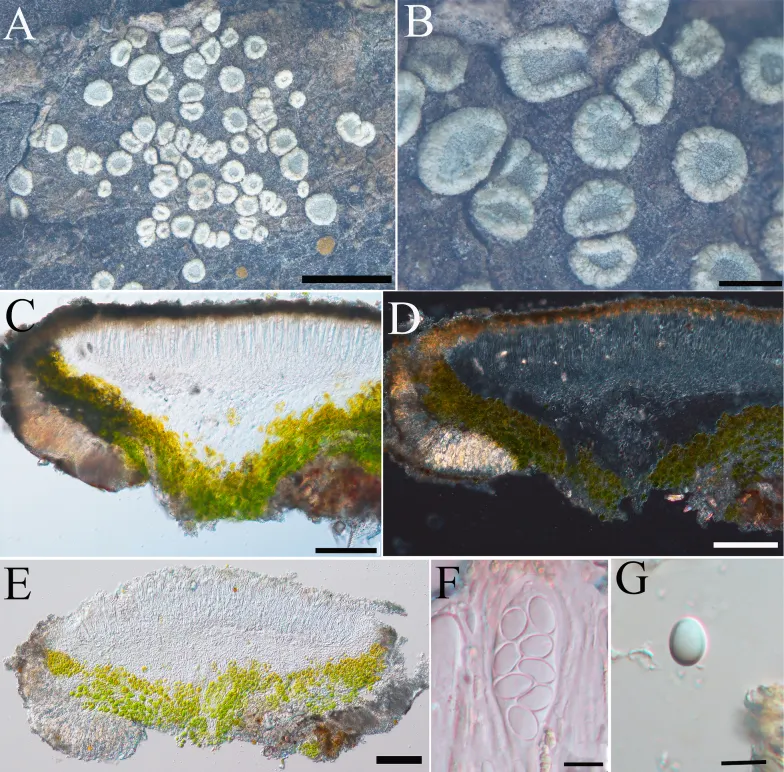 Dokumentasi Myriolecis wetmorei — Pelat ilmiah