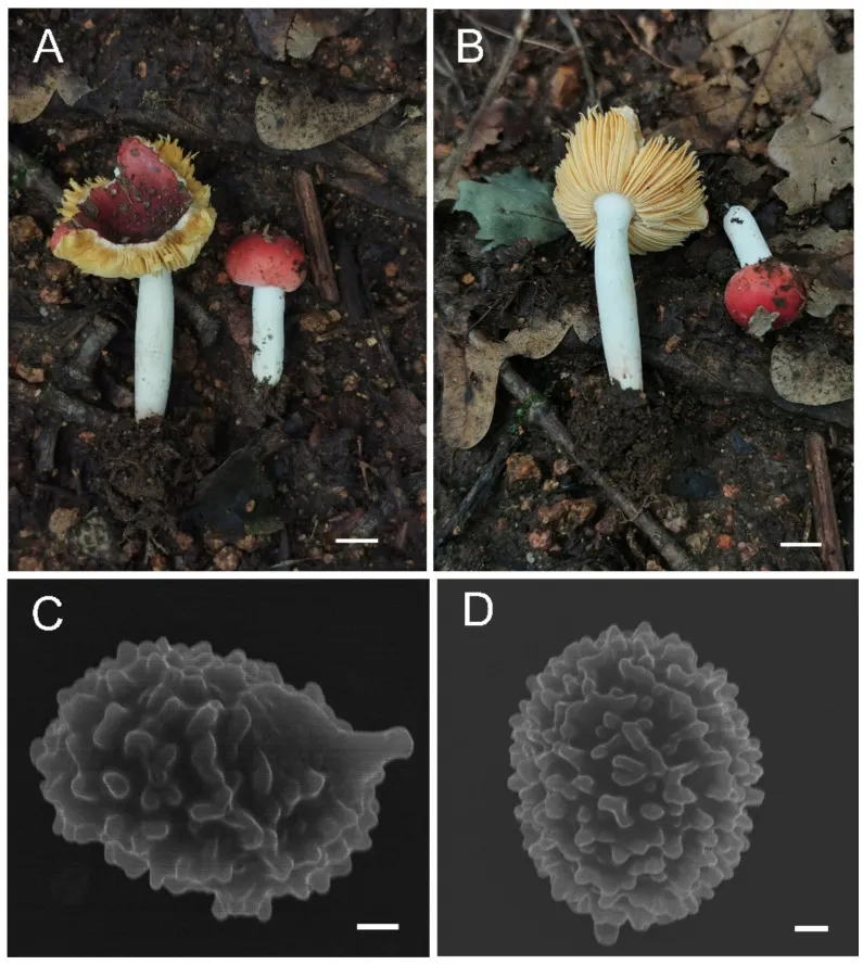 Dokumentasi Russula plana — Pelat ilmiah
