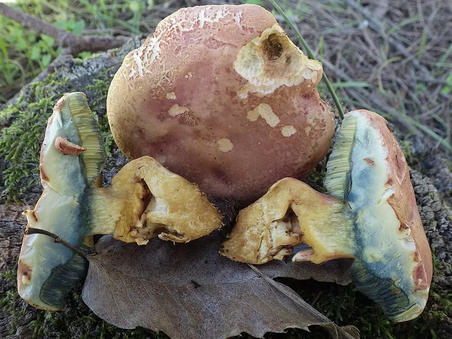 Dokumentasi Rheubarbariboletus persicolor — Fotografi