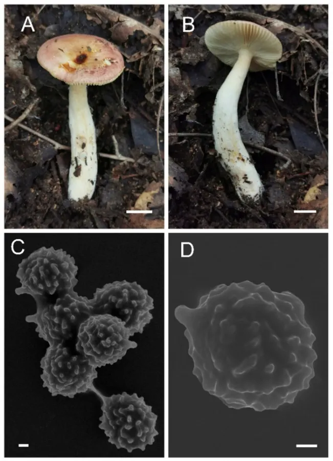 Dokumentasi Russula yanshanensis — Pelat ilmiah