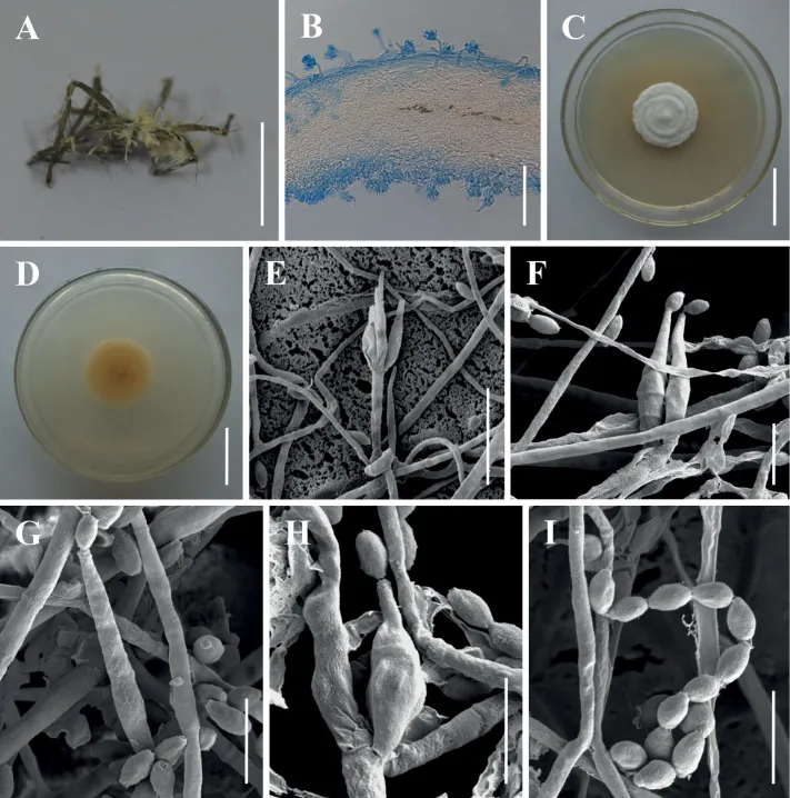 Dokumentasi Akanthomyces araneogenus — Pelat ilmiah