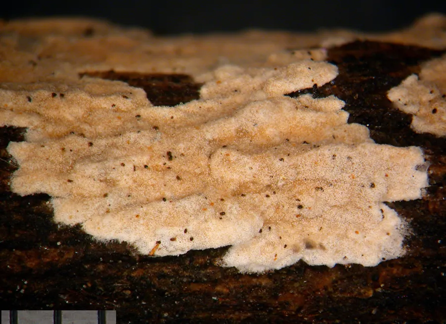 Dokumentasi Aleurodiscus coronatus — Fotografi