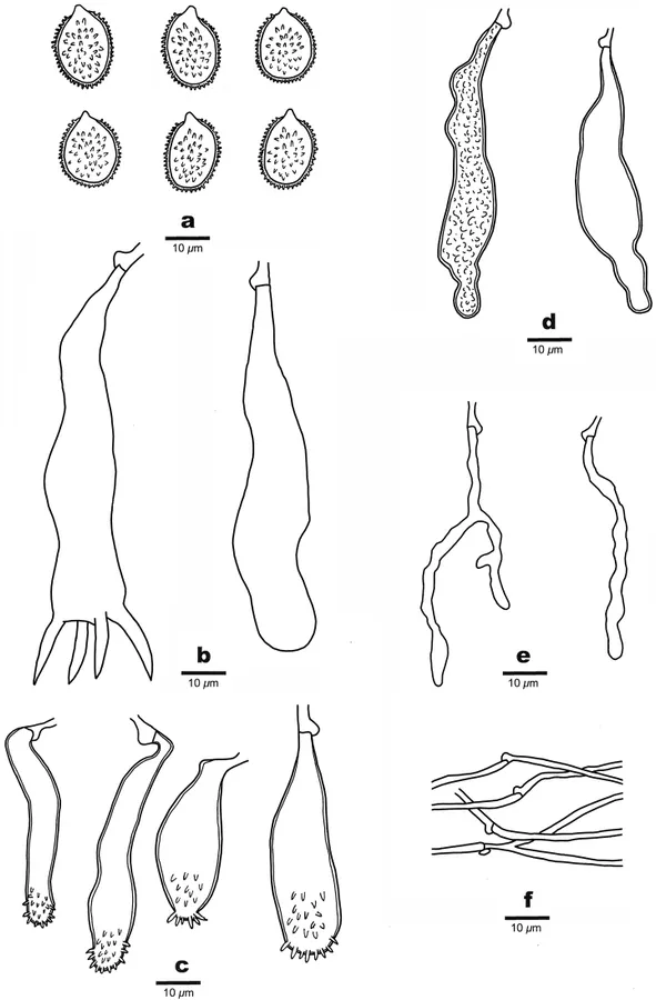 Dokumentasi Aleurodiscus subroseus — Pelat ilmiah