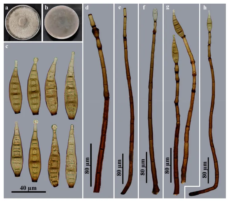 Dokumentasi Corynespora nabanheensis — Pelat ilmiah