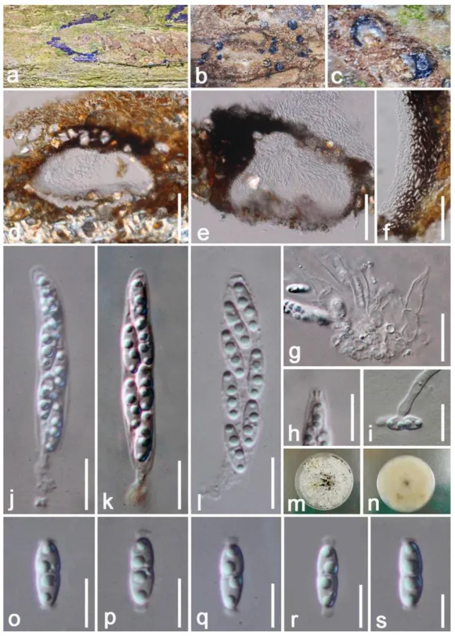 Dokumentasi Diaporthe hongheensis — Pelat ilmiah