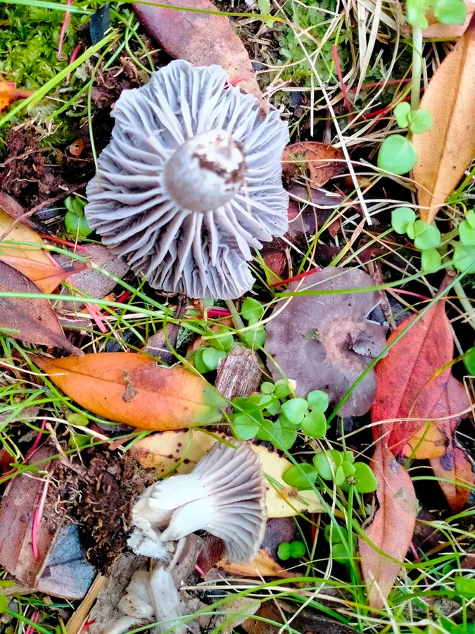 Dokumentasi Cuphophyllus canus — Fotografi