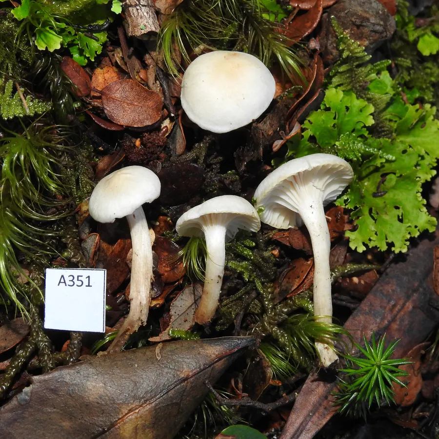 Dokumentasi Cuphophyllus impurus — Fotografi