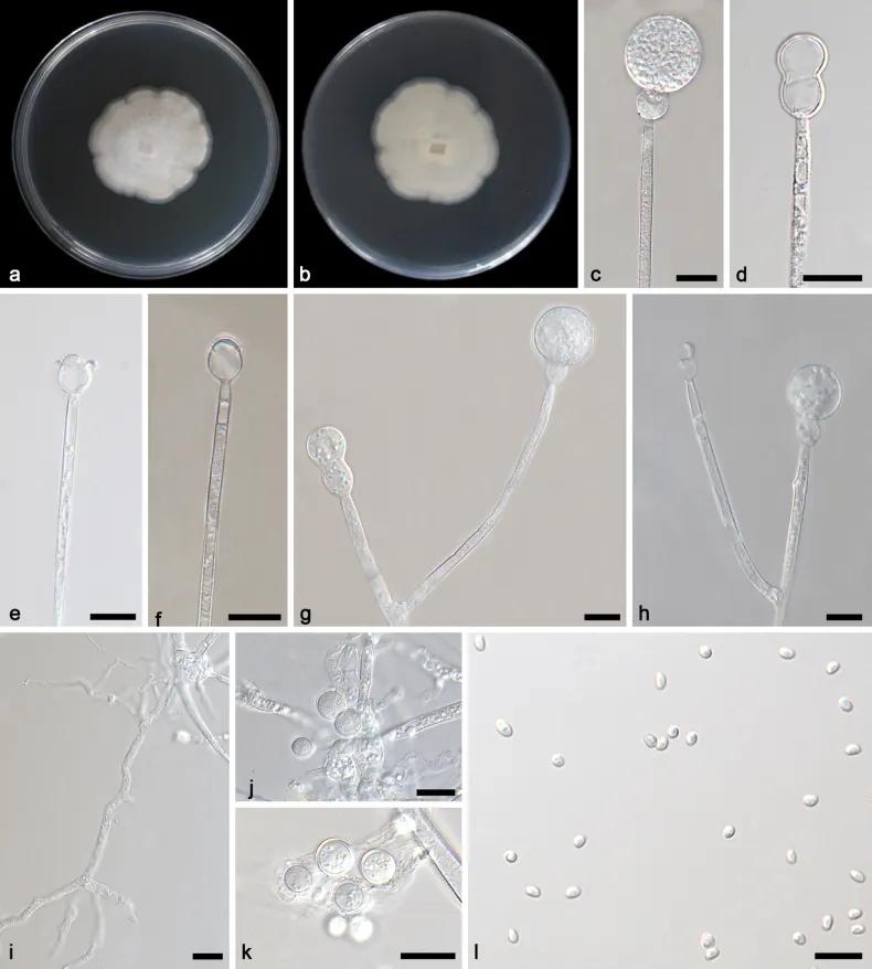 Dokumentasi Gongronella pamphilae — Pelat ilmiah