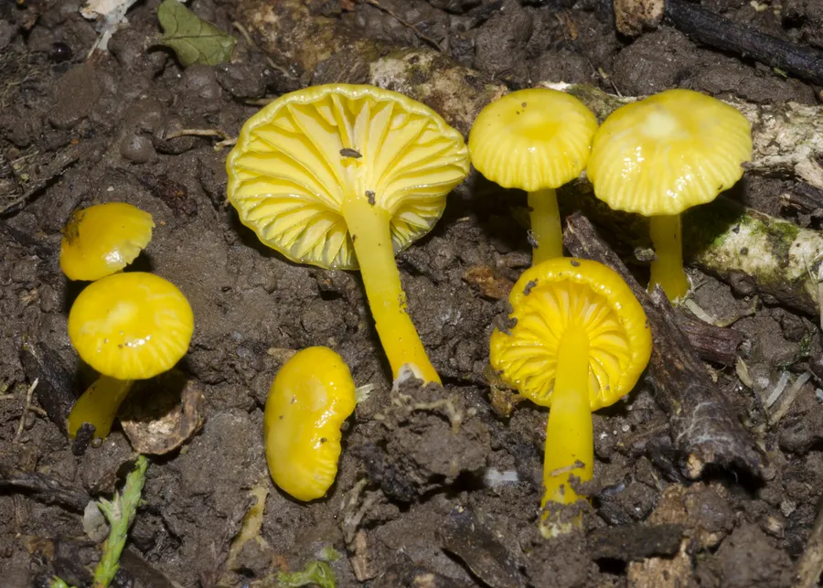 Dokumentasi Gloioxanthomyces chromolimoneus — Fotografi