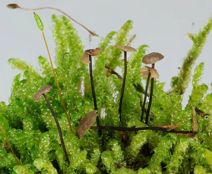 Dokumentasi Gymnopus kanukaneus — Fotografi