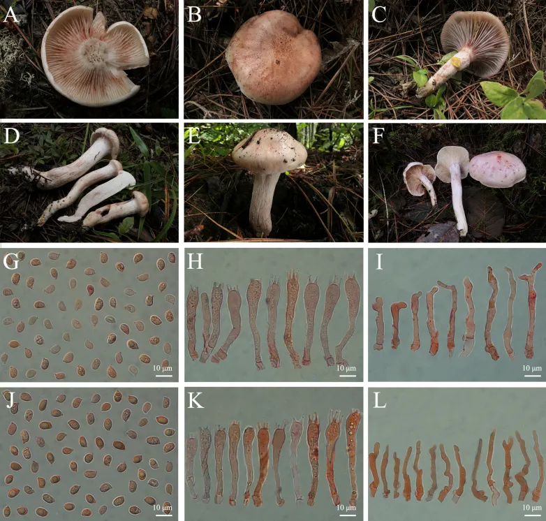 Dokumentasi Hygrophorus fragilipurpurascens — Pelat ilmiah