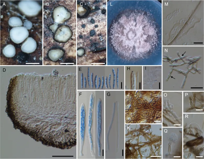 Dokumentasi Neobelonopsis multiguttata — Pelat ilmiah