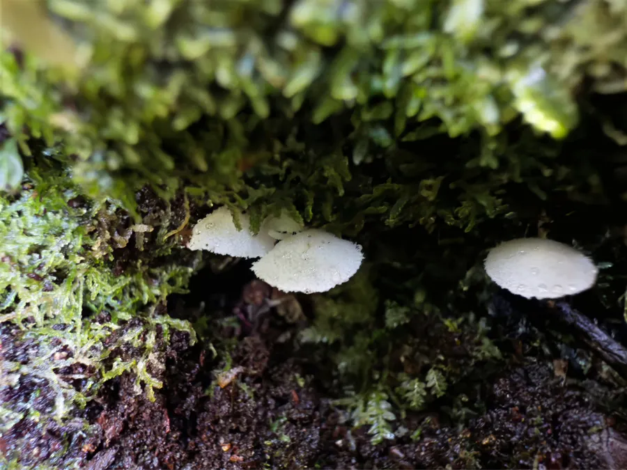 Dokumentasi Rhodocollybia delicata — Fotografi