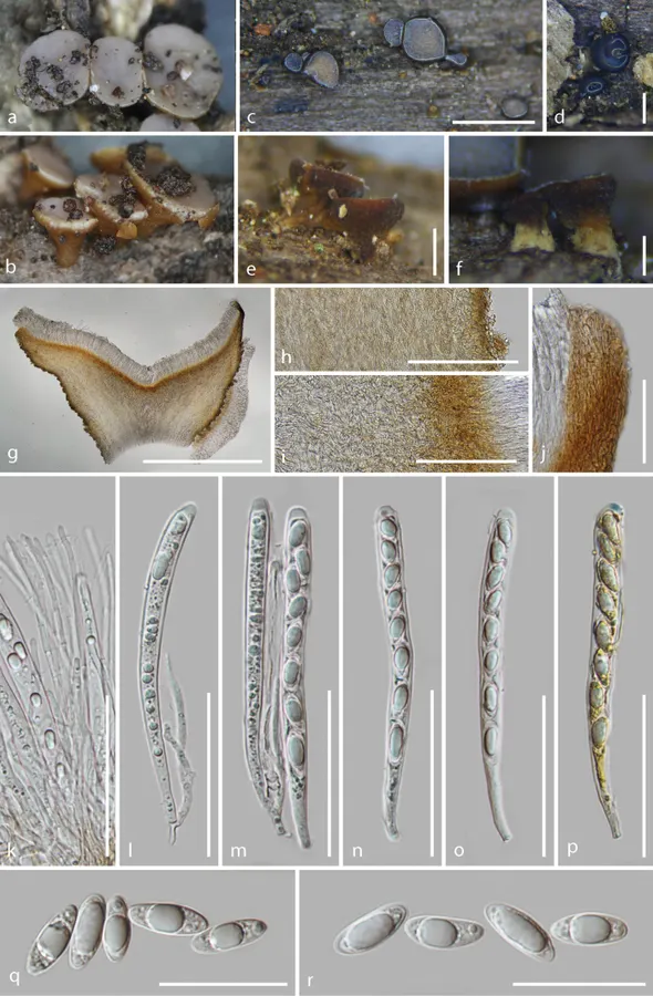 Dokumentasi Tatraea clepsydriformis — Pelat ilmiah