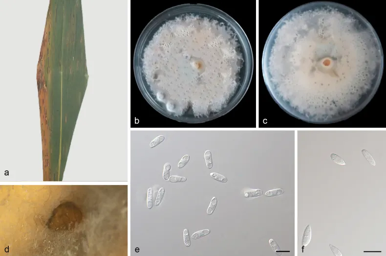 Dokumentasi Microdochium sinense — Pelat ilmiah