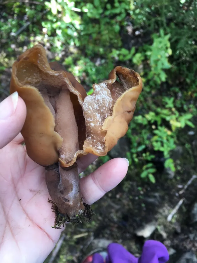 Dokumentasi Paragyromitra infula — Fotografi