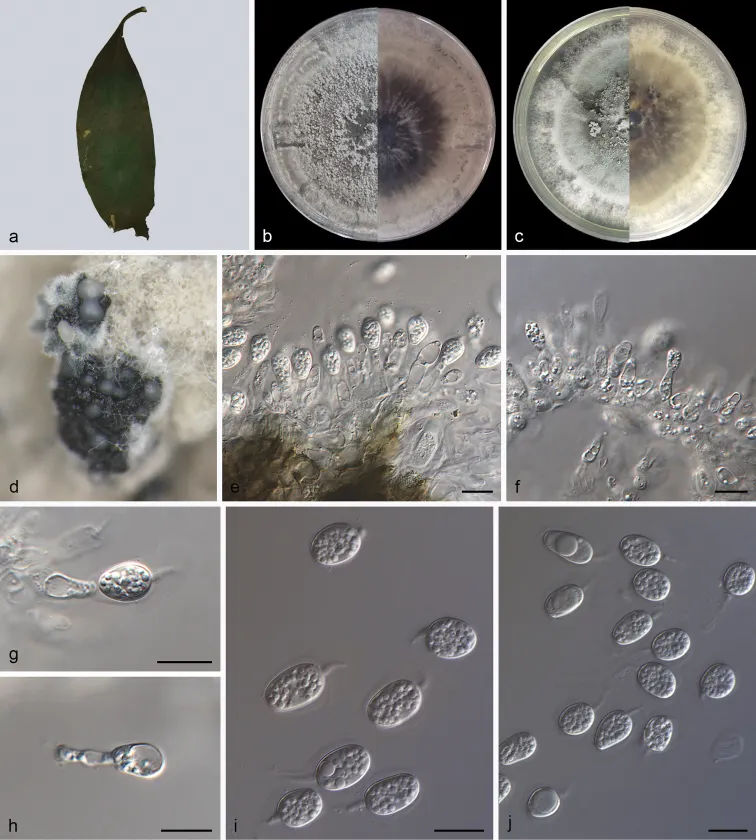 Dokumentasi Phyllosticta oblongifoliae — Pelat ilmiah