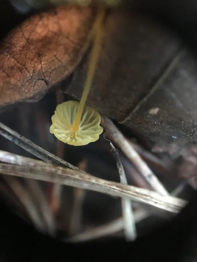 Dokumentasi Mycena oregonensis — Fotografi