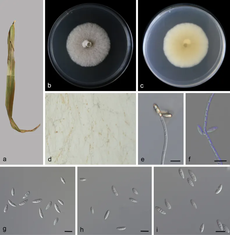 Dokumentasi Microdochium miscanthi — Pelat ilmiah