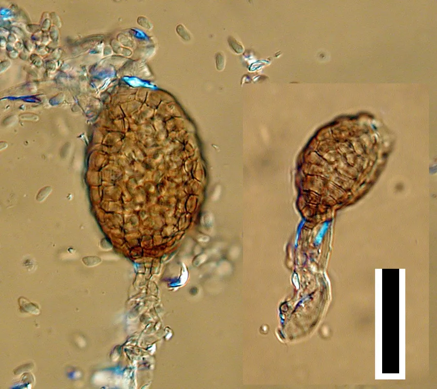 Dokumentasi Ampelomyces quisqualis — Fotografi