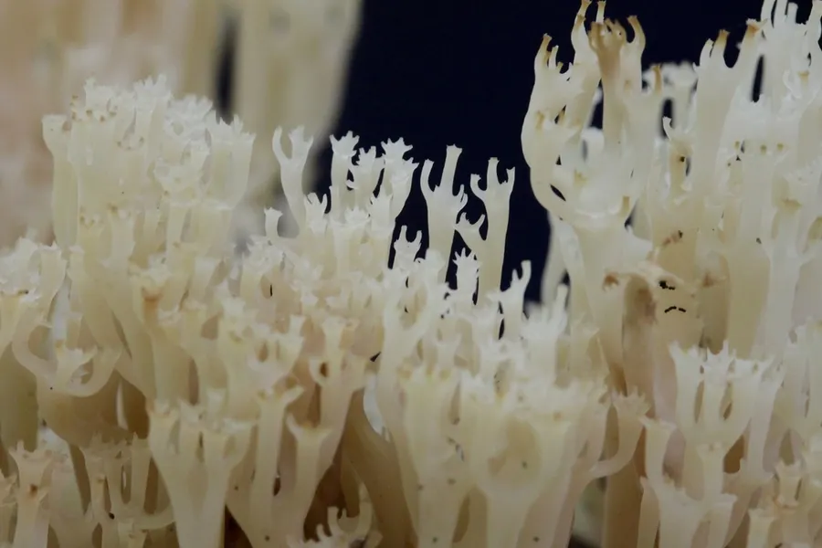 Dokumentasi Artomyces pyxidatus — Fotografi