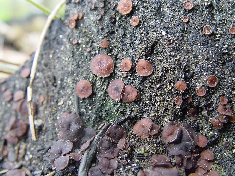 Dokumentasi Ascobolus carbonarius — Fotografi