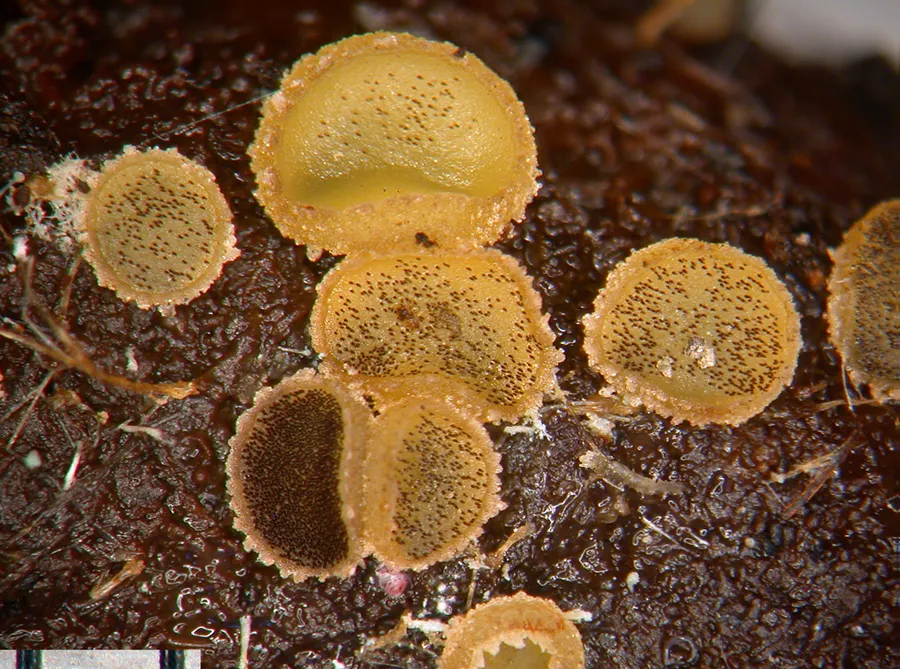 Dokumentasi Ascobolus crenulatus — Fotografi