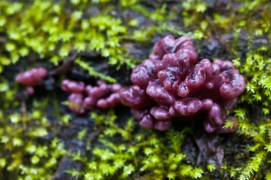 Dokumentasi Ascocoryne sarcoides — Fotografi