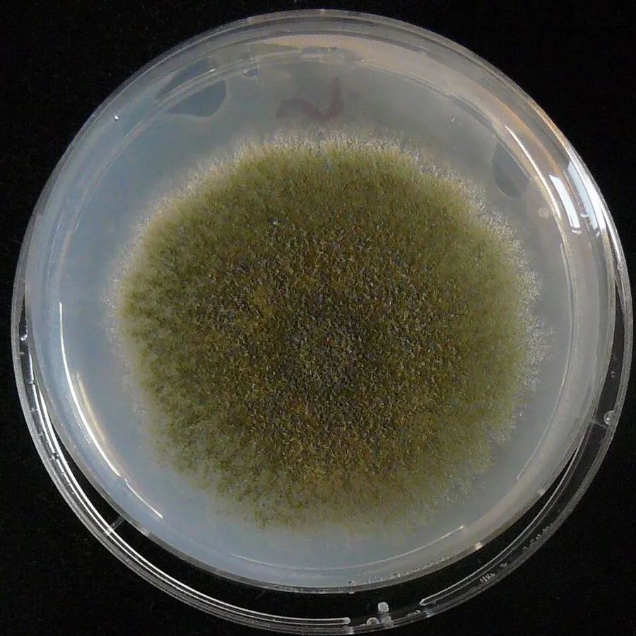 Dokumentasi Aspergillus nidulans — Fotografi