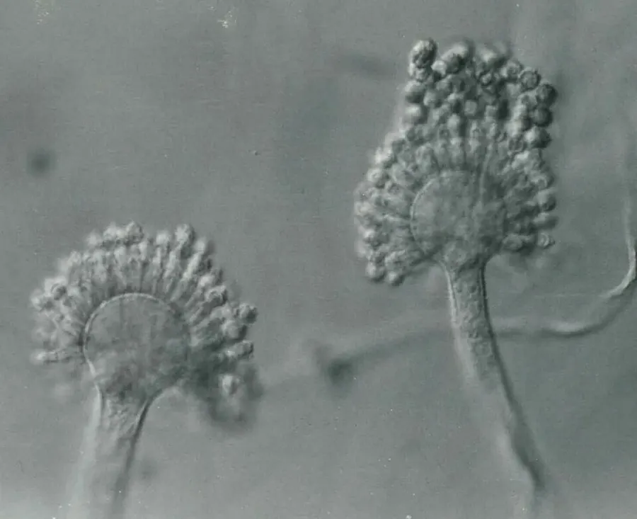 Dokumentasi Aspergillus parasiticus — Fotografi