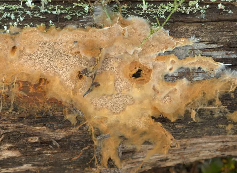 Dokumentasi Asterodon ferruginosus — Fotografi