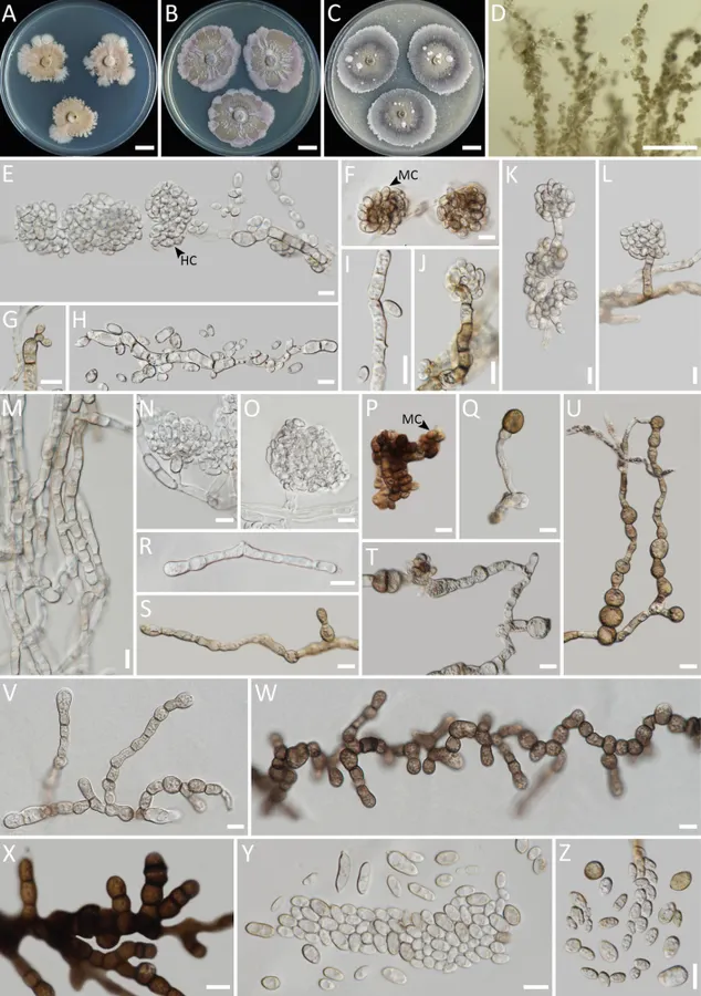 Dokumentasi Aureobasidium tremulum — Pelat ilmiah