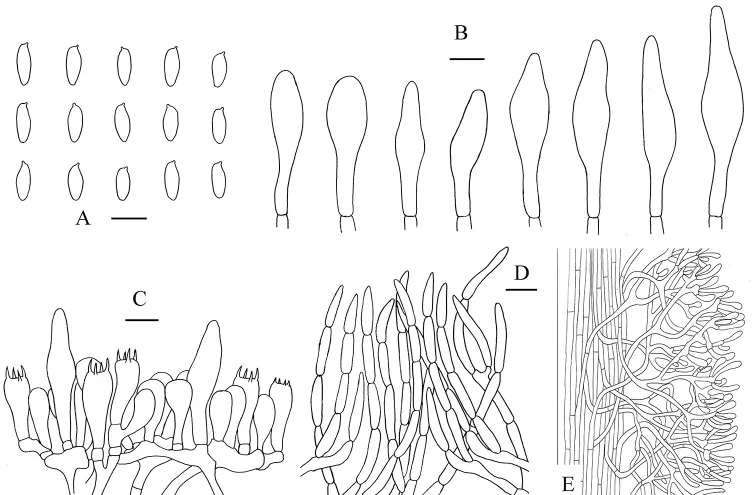 Dokumentasi Aureoboletus glutinosus — Pelat ilmiah