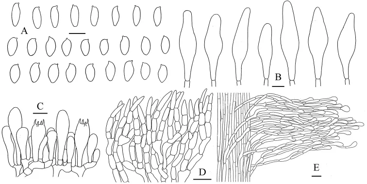 Dokumentasi Aureoboletus velutipes — Pelat ilmiah
