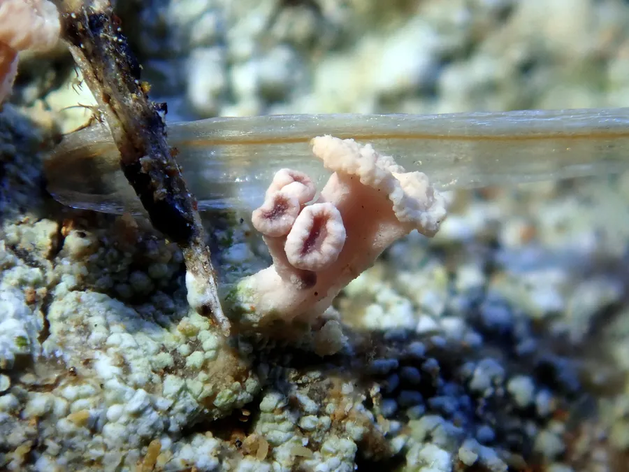Dokumentasi Baeomyces heteromorphus — Fotografi