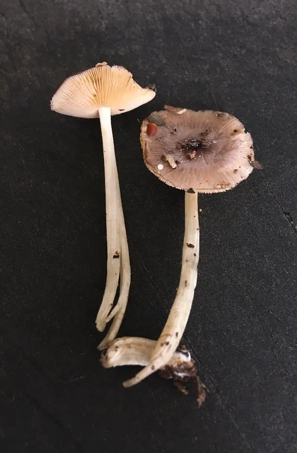 Dokumentasi Bolbitius bisporus — Fotografi