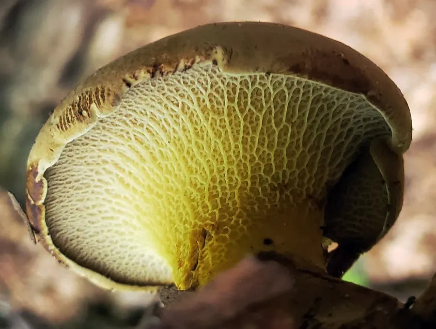 Dokumentasi Boletinellus merulioides — Fotografi