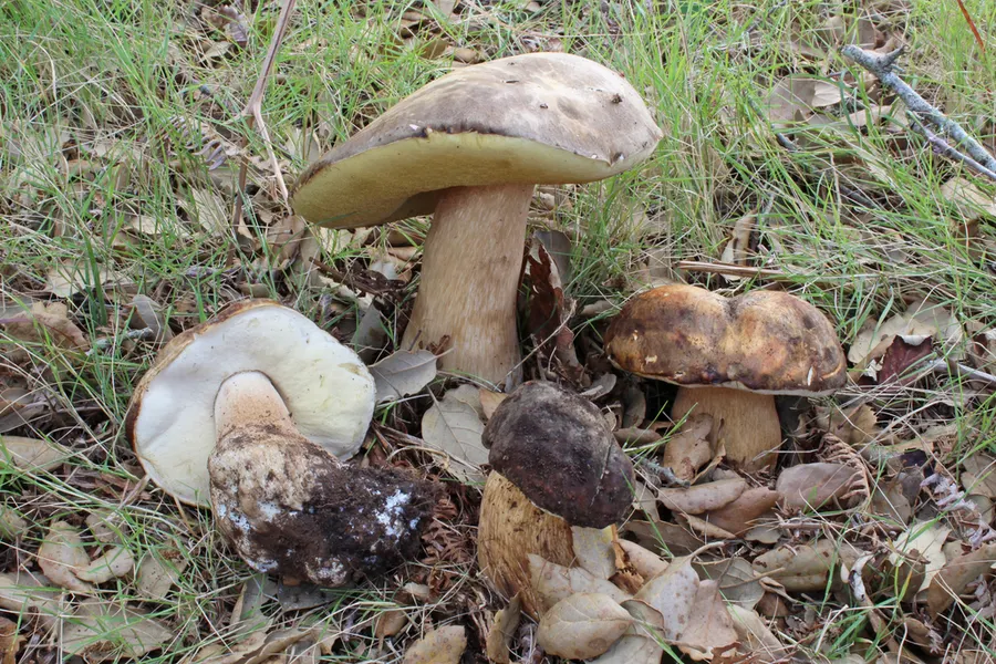 Dokumentasi Boletus aereus — Fotografi
