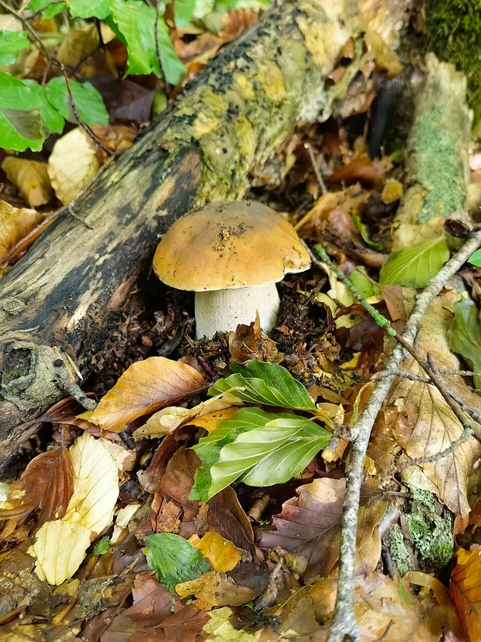 Dokumentasi Boletus edulis — Fotografi