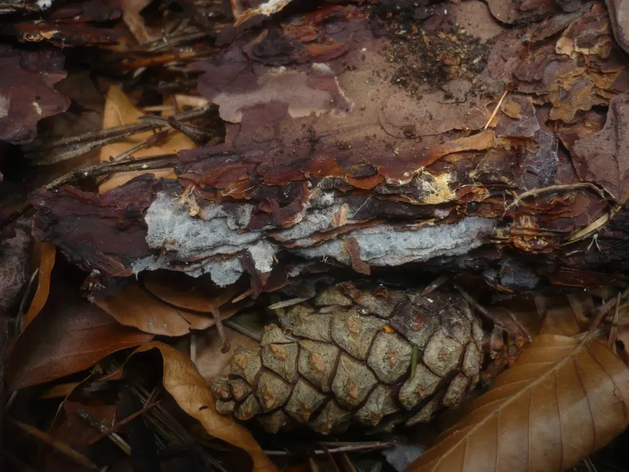 Dokumentasi Botryobasidium conspersum — Fotografi
