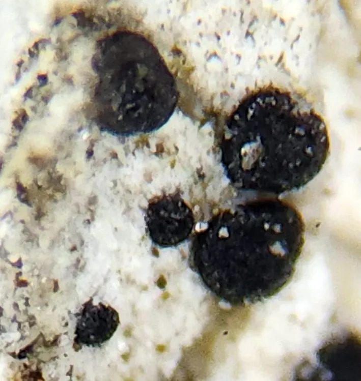 Dokumentasi Buellia disciformis — Fotografi