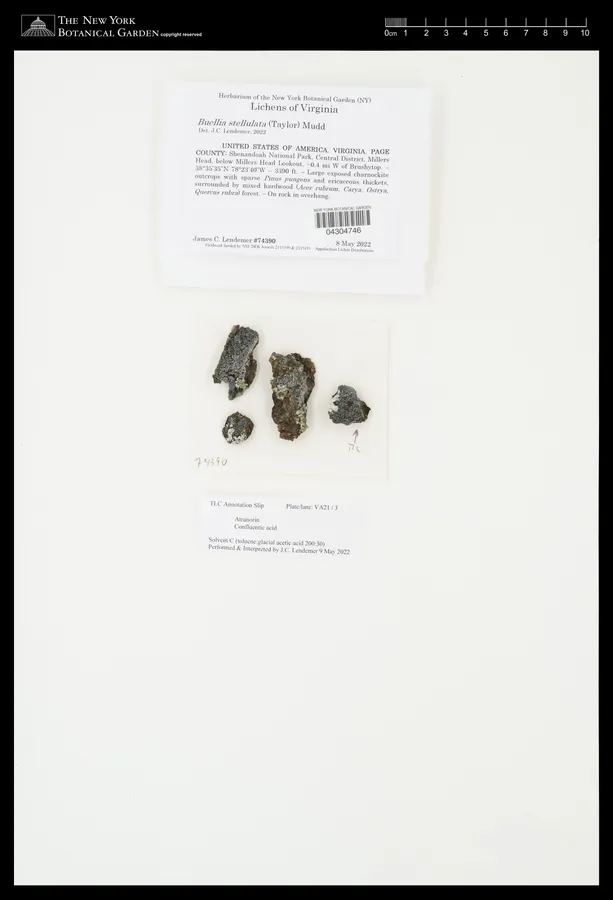 Dokumentasi Buellia stellulata — Voucher herbarium