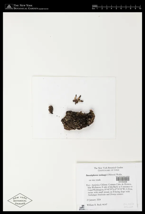 Dokumentasi Bunodophoron imshaugii — Voucher herbarium