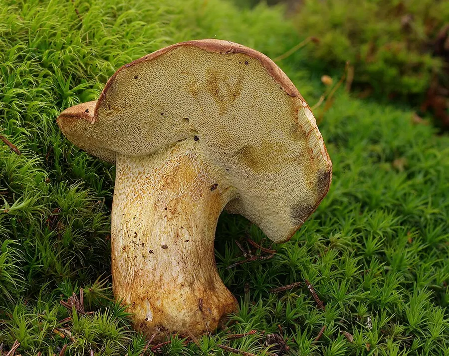 Dokumentasi Butyriboletus subappendiculatus — Fotografi