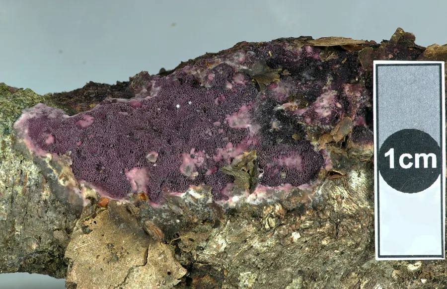 Dokumentasi Byssomerulius psittacinus — Fotografi