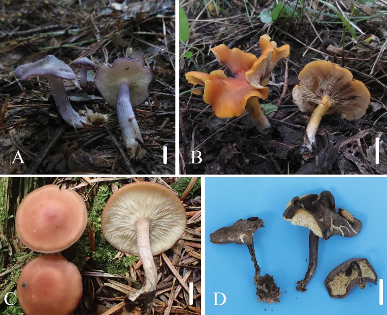 Dokumentasi Calocybe ionides — Pelat ilmiah