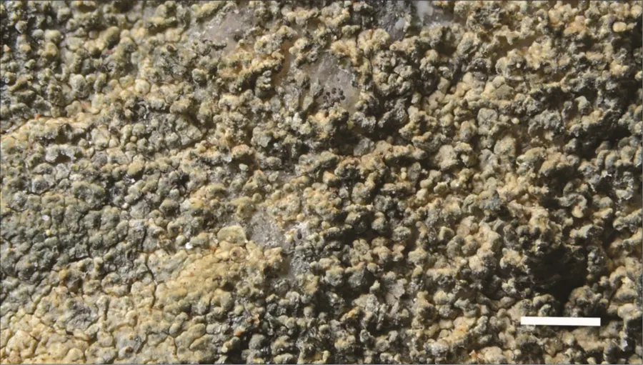 Dokumentasi Caloplaca squamuloisidiata — Fotografi
