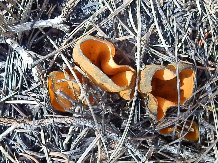 Dokumentasi Caloscypha fulgens — Fotografi
