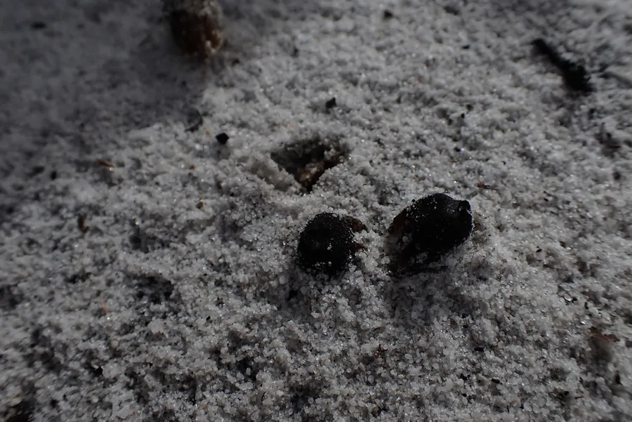 Dokumentasi Calostoma fuhreri — Fotografi