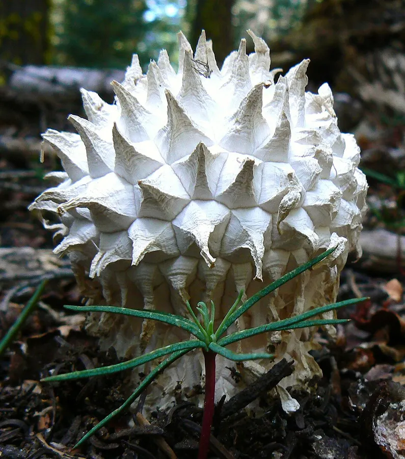 Dokumentasi Calvatia sculpta — Fotografi